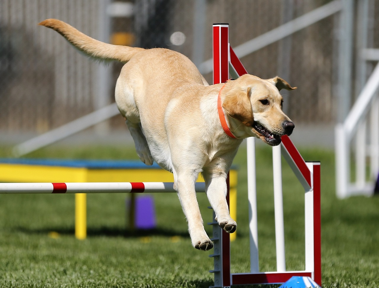 How to Train Your Dog to Perform Agility